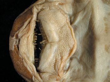 Media type: image; Ichthyology 29051